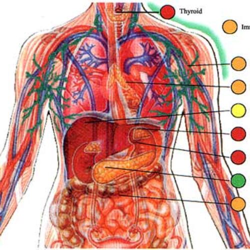 List of Body Systems